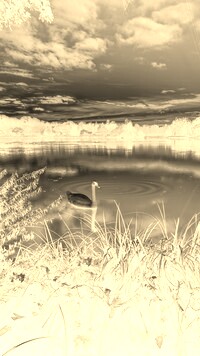 Sepia + Negatyw