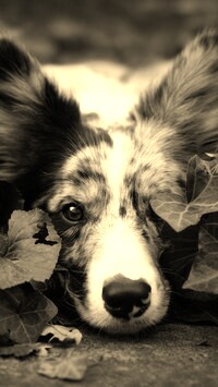 Szary + Sepia