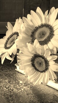 Szary + Sepia