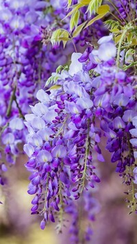 Oryginalny obrazek