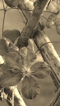 Szary + Sepia