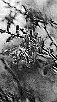 Skamielina