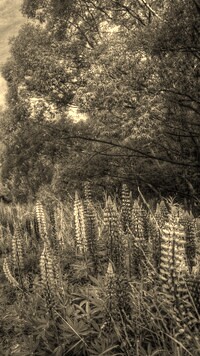 Szary + Sepia