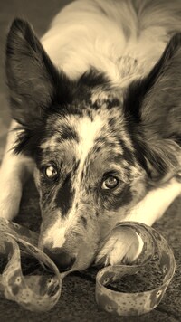 Szary + Sepia