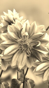 Szary + Sepia