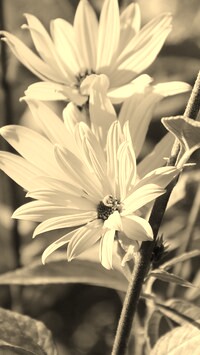 Szary + Sepia