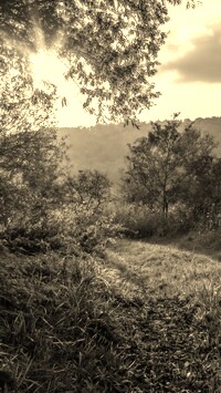 Szary + Sepia
