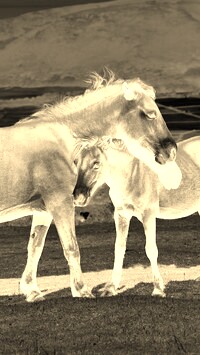 Sepia + Negatyw