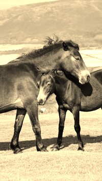 Szary + Sepia