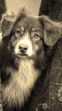 Szary + Sepia