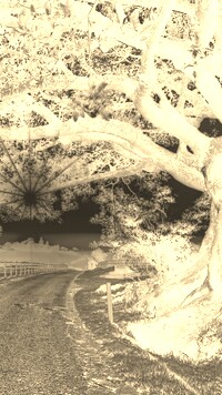 Sepia + Negatyw