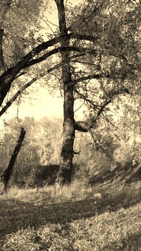 Szary + Sepia