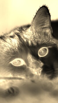 Sepia + Negatyw