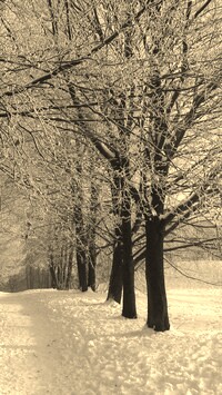 Szary + Sepia
