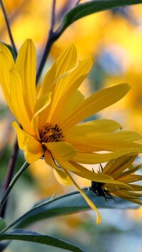 Oryginalny obrazek