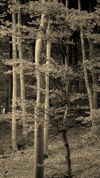 Szary + Sepia