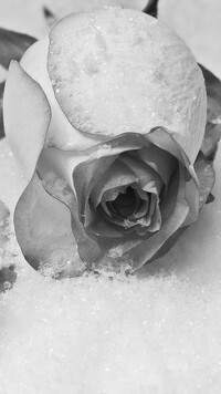 Szary