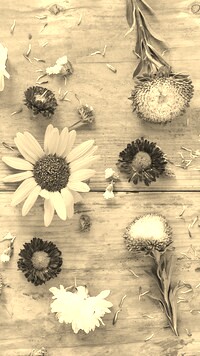 Szary + Sepia