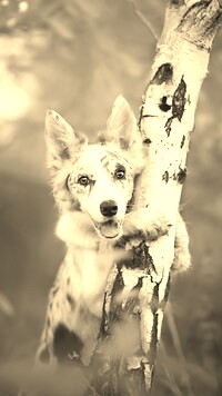Szary + Sepia