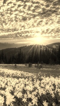Szary + Sepia