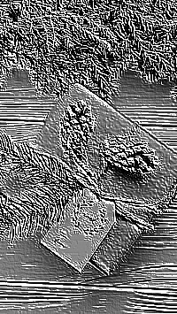 Skamielina