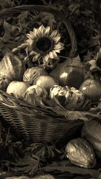 Szary + Sepia