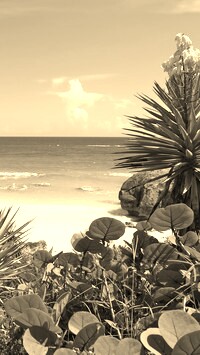 Sepia