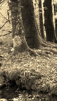 Szary + Sepia