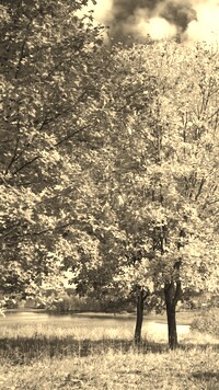Sepia