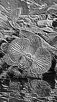 Skamielina