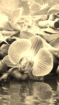 Szary + Sepia