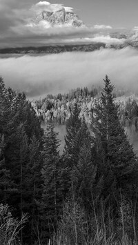 Szary