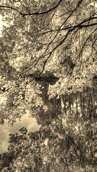 Szary + Sepia