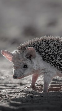 Oryginalny obrazek