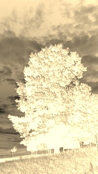 Sepia + Negatyw