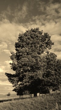 Szary + Sepia