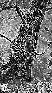 Skamielina