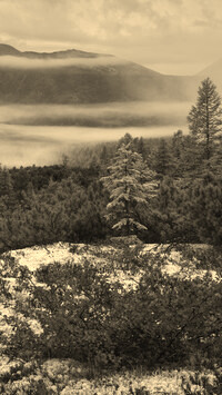 Szary + Sepia