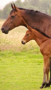 Oryginalny obrazek