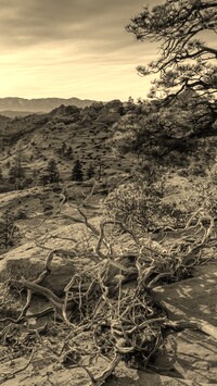 Sepia