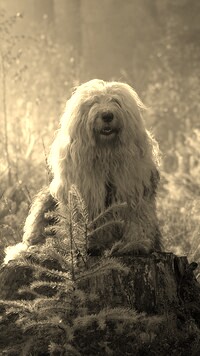 Sepia
