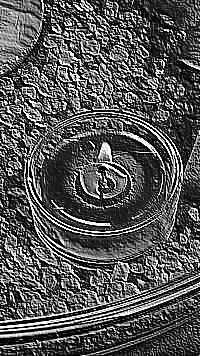 Skamielina