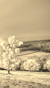 Szary + Sepia