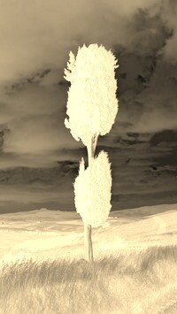 Sepia + Negatyw