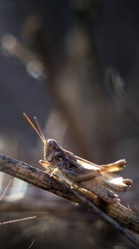 Oryginalny obrazek