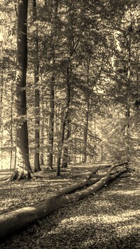 Szary + Sepia