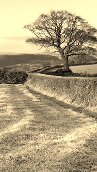 Szary + Sepia