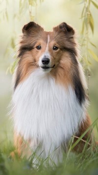 Oryginalny obrazek