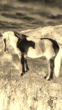 Sepia + Negatyw