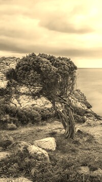 Sepia
